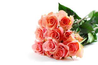 白玫瑰花语是什么意思11支(白玫瑰代表的含义及朵数的寓意) 20240502更新